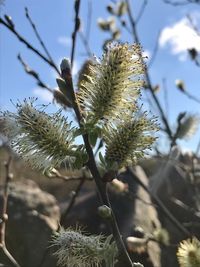 Close-up of flowering plant on field against sky