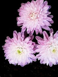 Close-up of pink dahlia flowers