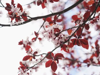 Low angle view of red leaves on branch