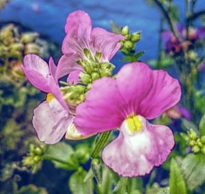 Close-up of pink flowers
