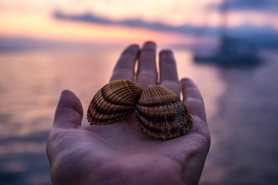 Close-up of a hand holding a shell