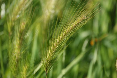 Close-up of wheat growing on field