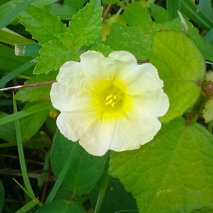 Close-up of flower blooming outdoors