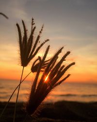 Silhouette plant against sea during sunset