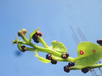 Low angle view of fruits on plant against blue sky