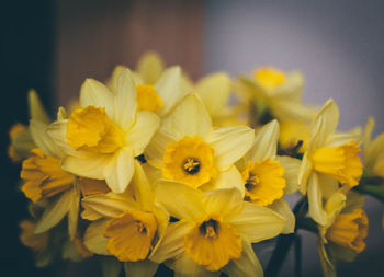 Close-up of yellow flower