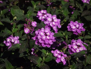 High angle view of pink flowering plants