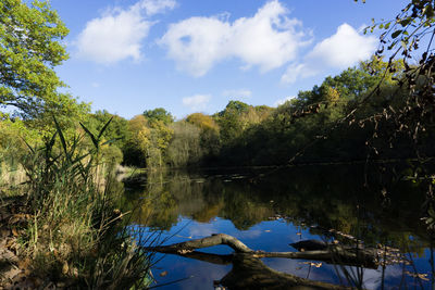 Scenic view of lake in forest against sky