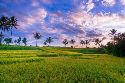 Scenic view of agricultural field against sky