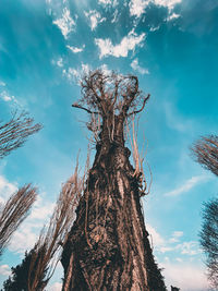 Low angle view of bare tree against sky