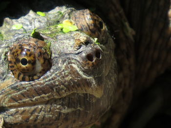 Close-up of tortoise