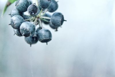 Close-up of berries