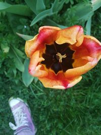 flower