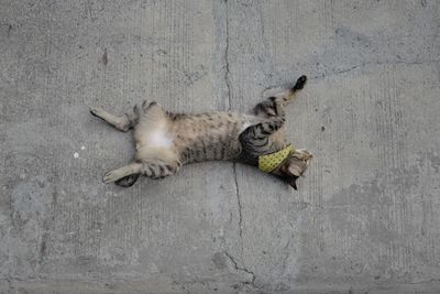 High angle view of cat sleeping