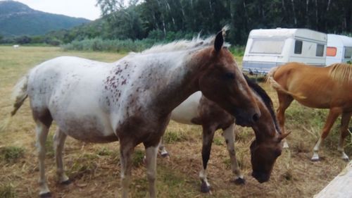 Horses standing in ranch