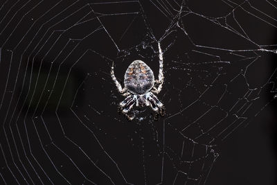 Close-up of spider web