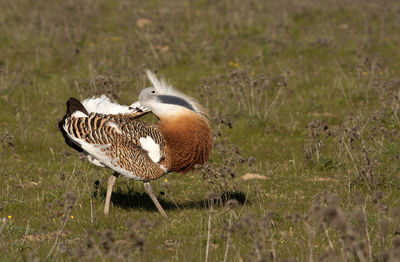 Side view of a bird on land