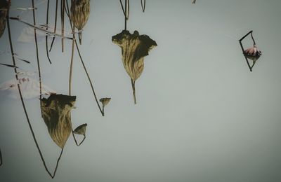 Close-up of birds hanging over water