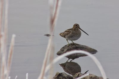 Close-up of bird perching on water