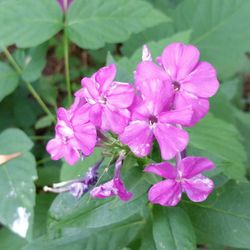 Close-up of flowers blooming outdoors