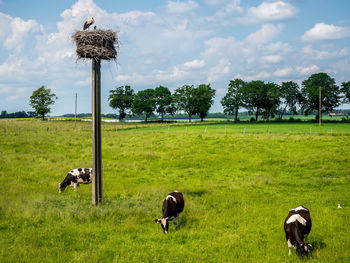 Cows on grassy field against sky