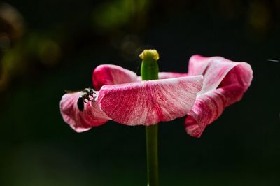 Close-up of pink tulip 