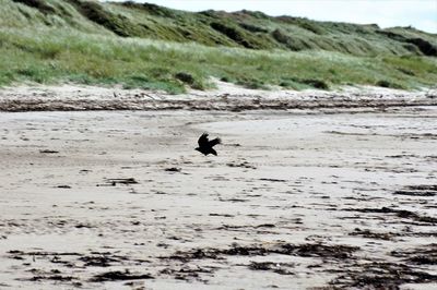 Dog running on beach