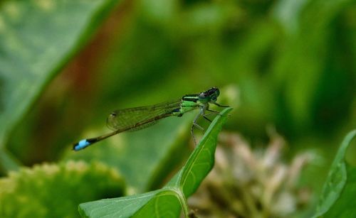 Close-up of insect on leaf