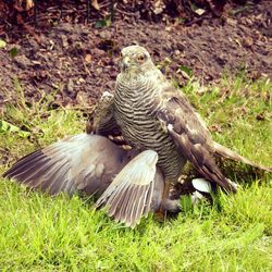 Close-up of eagle flying in grass