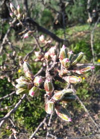 Close-up of flowers on tree