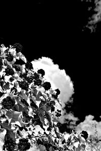 Close-up of flower tree against sky