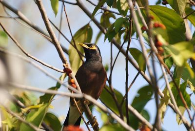 Low angle view of bird perching on tree