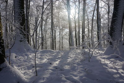 Bare trees on snow covered field