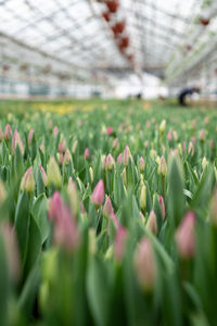 Close-up of purple flowering plants on field