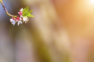 Close-up of pink cherry blossom