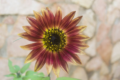 Close-up of coneflower blooming outdoors