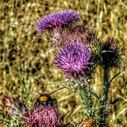 Close-up of purple thistle flowers