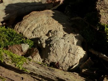 Close-up of stone wall