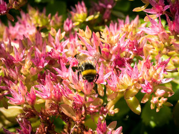 Close-up of bee on pink flowers