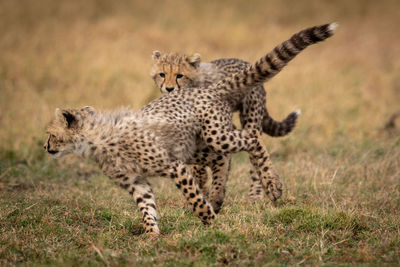 Family of cheetah playing on field