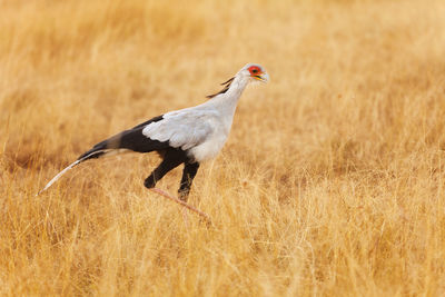 Side view of a bird on field