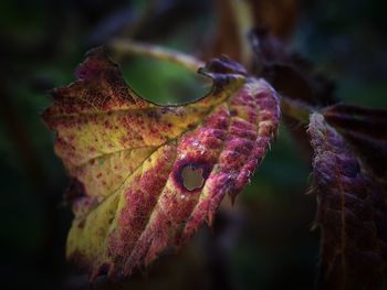 Close-up of dry maple leaf