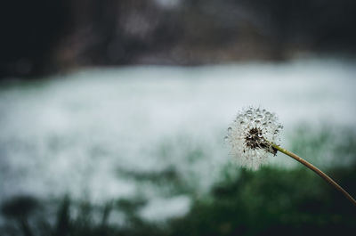 Close-up of wilted dandelion against blurred background