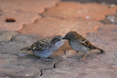 Sparrow feeding chick