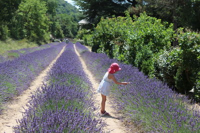Full length of girl touching lavenders while standing on field