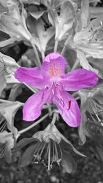 Close-up of purple flower