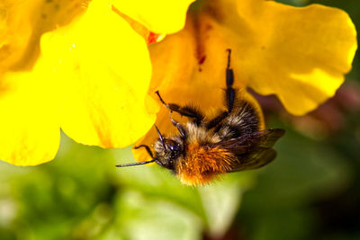 Close-up of bee pollinating on flower