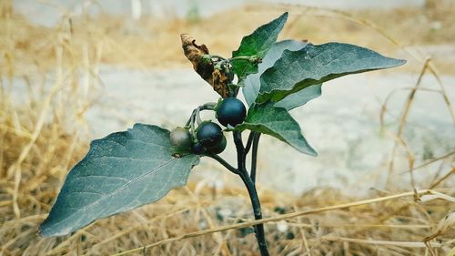 Close-up of insect on leaf