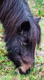 Close-up of black horse on field