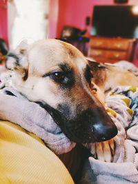 Close-up of dog relaxing on bed at home